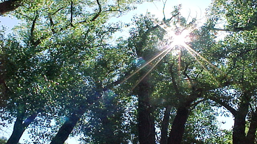 Profile banner