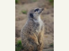 Design preview