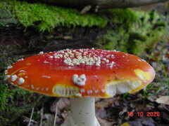 DSC00926.JPG