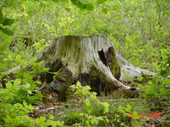 DSC00402.JPG