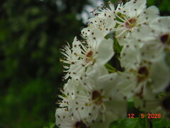 Album photograph