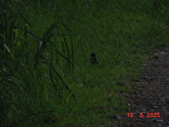 DSC00270.JPG