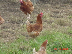 DSC00170.JPG