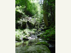 Album photograph