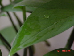 A photograph by pongo