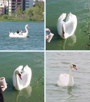 FD-71/ANIMALS/SWAN
