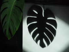 Preview for: Monstera | FD83